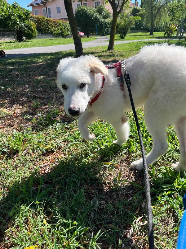 COCO BELLISSIMO CUCCIOLO MAREMMANO Foto 2